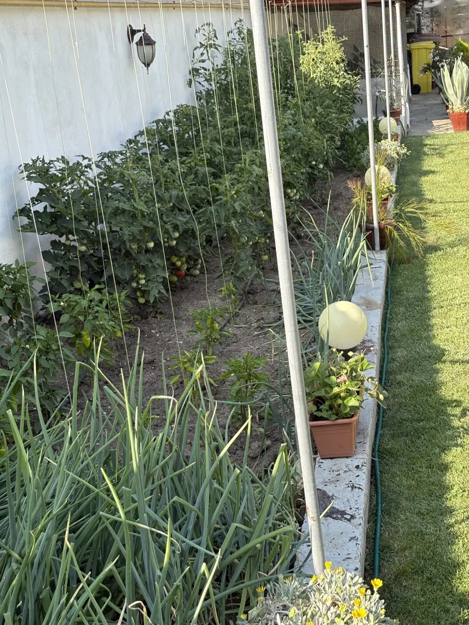 leguminoase de grădină