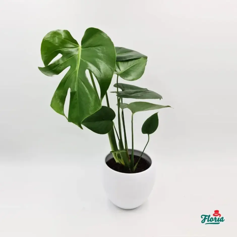 plante-monstera-living.jpg